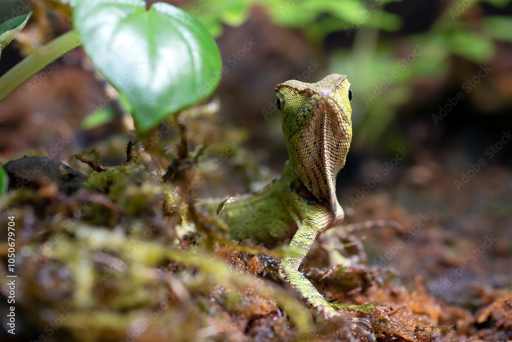 Baby forest dragon lizard inside a bush Baby forest dragon lizard inside a bush