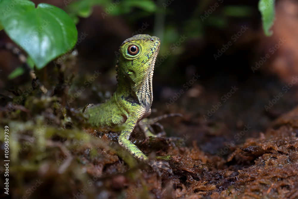 Baby forest dragon lizard inside a bush Baby forest dragon lizard inside a bush