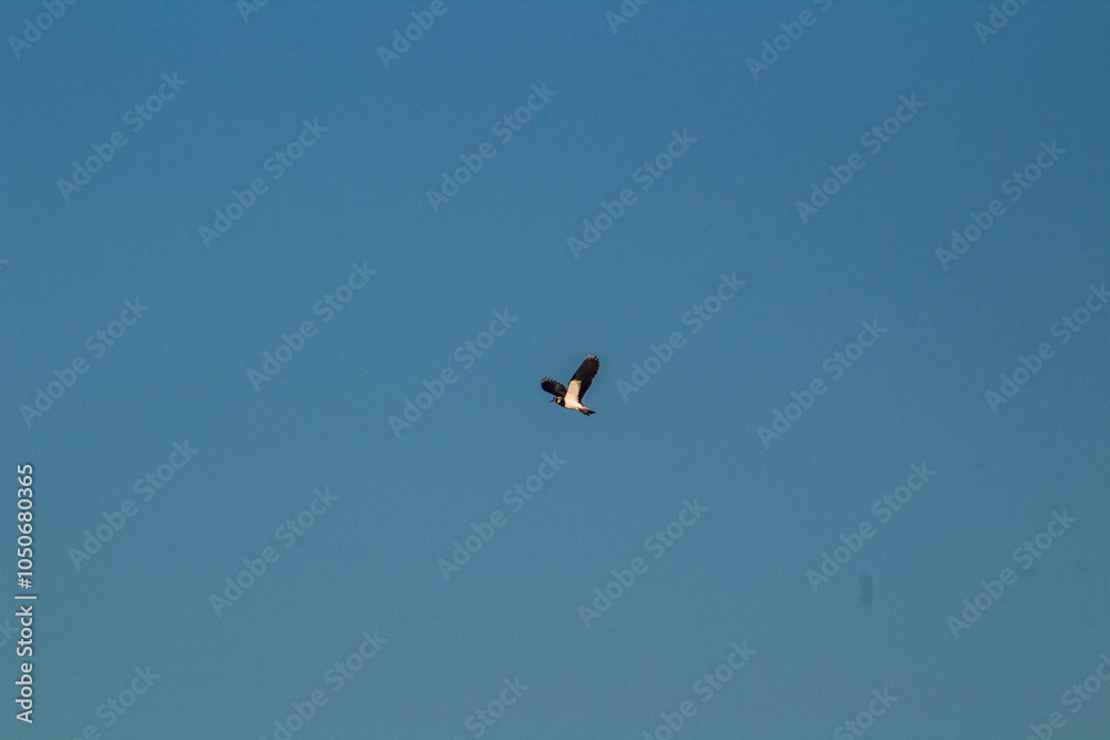A Black-winged Kite Soaring in the Sky A Black-winged Kite Soaring in the Sky