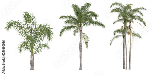 collection of Queen palm plant isolated on white background photo