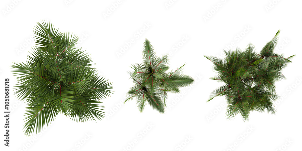Cyrtostachys renda Trees collection with realistic style from top view