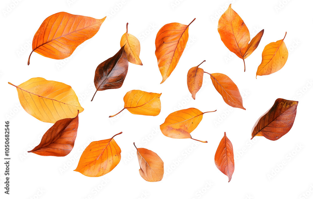 Obraz premium PNG Autumn leaves scattered on white