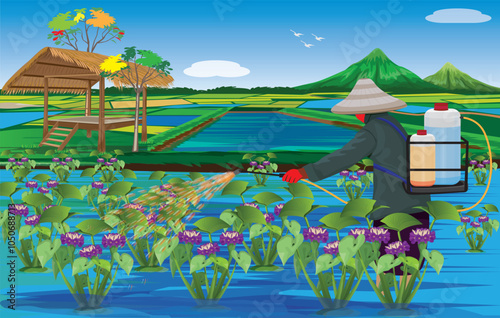 Water hyacinth has purple flowers in paddy field vector design