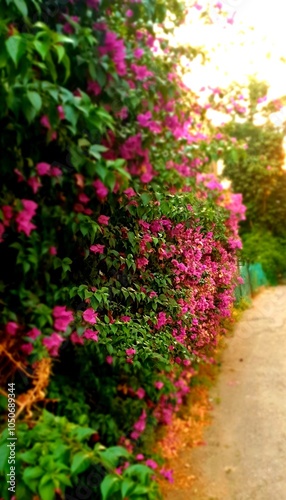 Wallpaper Mural bougainvillea flowers Torontodigital.ca