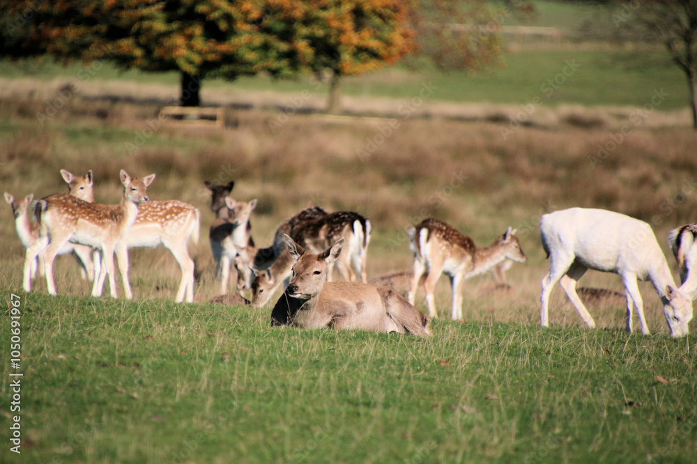 Fallow Deer in the Cheshire Countryside on a sunny Autumn day Fallow Deer in the Cheshire Countryside on a sunny Autumn day