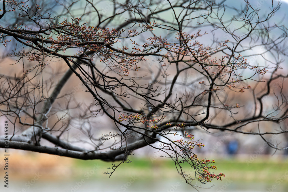 Fototapeta premium branches and buds on the lake in spring
