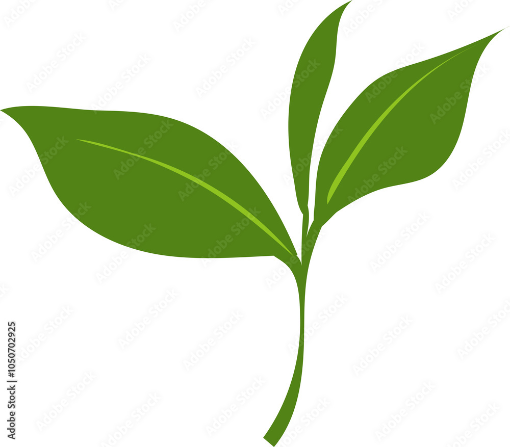 Fototapeta premium chinese tea related-tea leaf