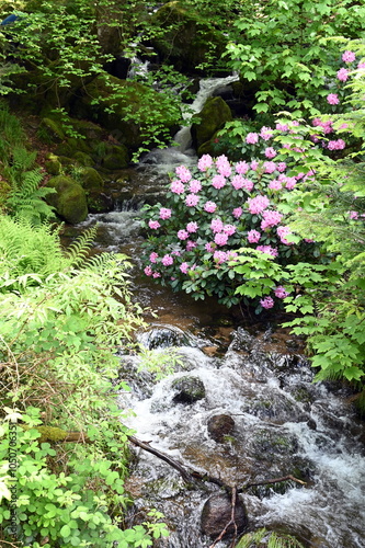 Gertelbachfaelle im Schwarzwald photo