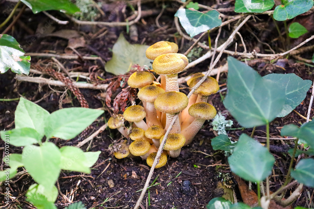 Fototapeta premium yellow mushrooms