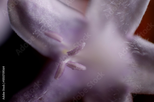 macro of lilac colored flower pistils