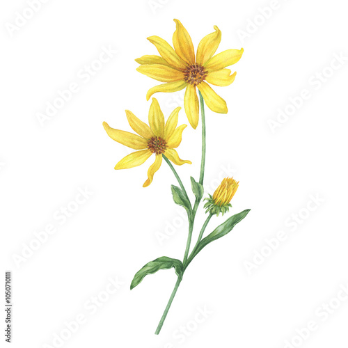Wallpaper Mural Close-up of yellow Jerusalem artichoke flowers (Helianthus tuberosus, sunroot, sunchoke, wild sunflower, topinambur, earth apple). Watercolor hand painting illustration on white background Torontodigital.ca