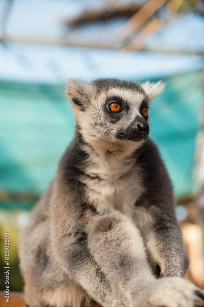 Fototapeta premium Beautiful lemur with orange eyes in the park