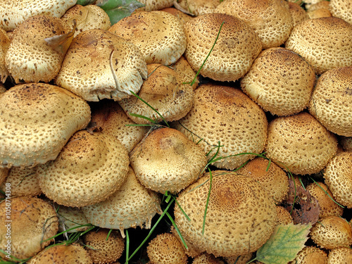 Common flake (Pholiota squarrosa) is a fungus growing on a tree, stumps photo