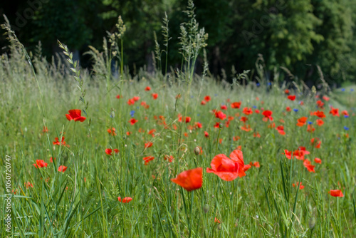 Fototapeta Naklejka Na Ścianę i Meble -  Warmińska łąka pełna Maków 2024
