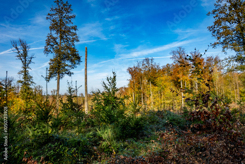 Wiederaufforstung nach Rodung im herbstlichen Mischwald photo