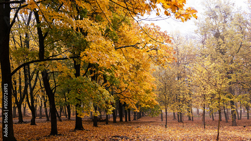 Autumn forest. Forest pathway through the autumn forest.
