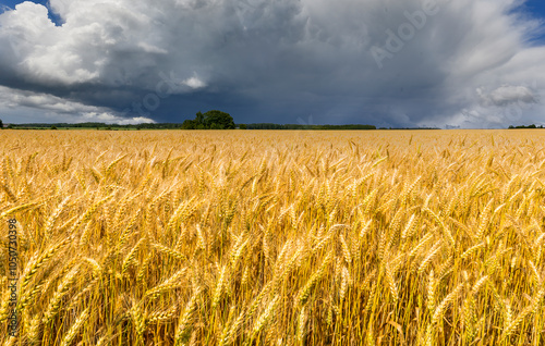 Agriculture field with ripe wheat or rye, on horizon is approaching clouds wi...