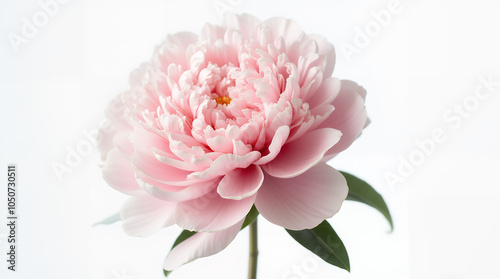 Peony on a transparent background