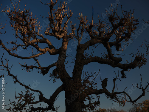Silhouetted leafless tree standing against a blue evening sky in the light of the last sun rays