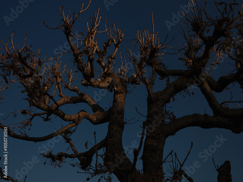 Silhouetted leafless tree standing against a blue evening sky in the light of the last sun rays