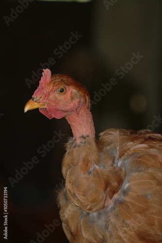 Naked-neck rooster with light brown feathers against a dark background, highlighting feather textures.