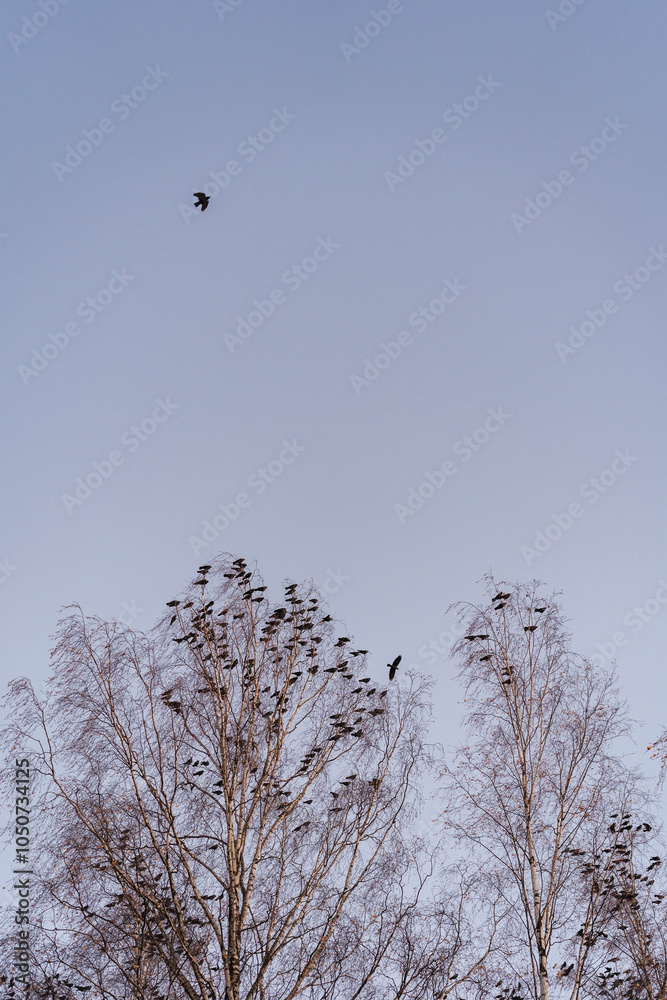 Fototapeta premium Jackdaw birds gathering in the evening by Kapp, Toten, Norway.