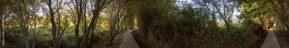 A Serene Woodland Pathway that is Surrounded by Beautiful and Lush Greenery All Around A Serene Woodland Pathway that is Surrounded by Beautiful and Lush Greenery All Around