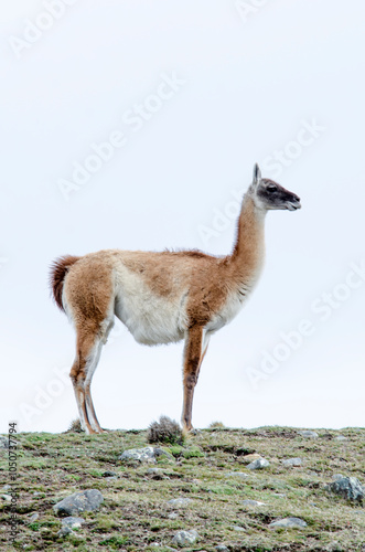 wild guanacos in chilean patagonia