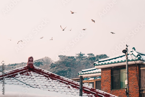 Birds flying over brown buildings with black roofs photo