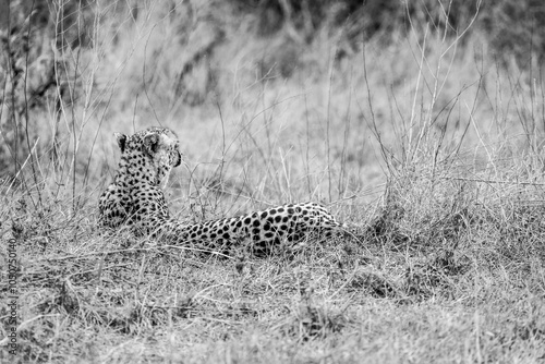 lying cheetah on the ground looking away into savanna african safari wild life 