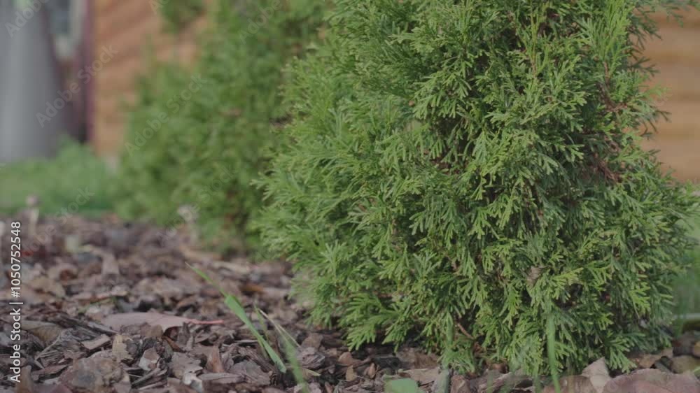 Close-up of young thujas planted along a wooden fence. Coniferous mulch near thuja. close-up. Selective Focus. Close-up of young thujas planted along a wooden fence. Coniferous mulch near thuja. close-up. Selective Focus.