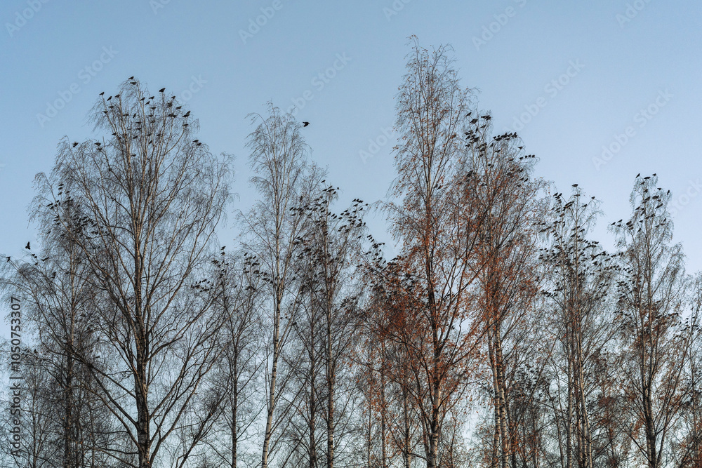 Jackdaw birds gathering in the evening by Kapp, Toten, Norway.