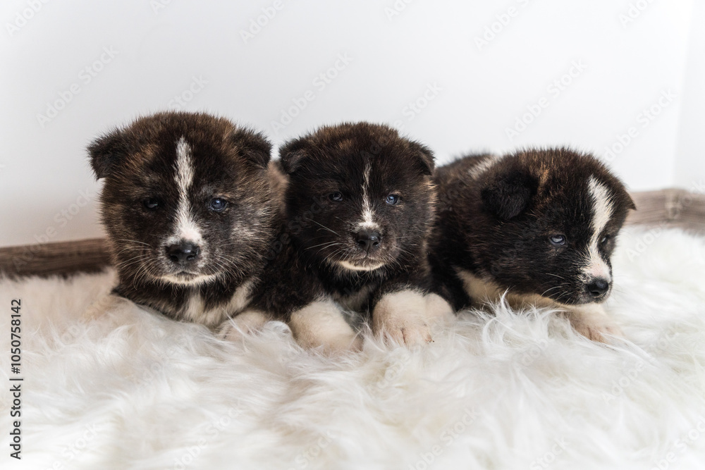 Cute little fluffy akita dogs Cute little fluffy akita dogs