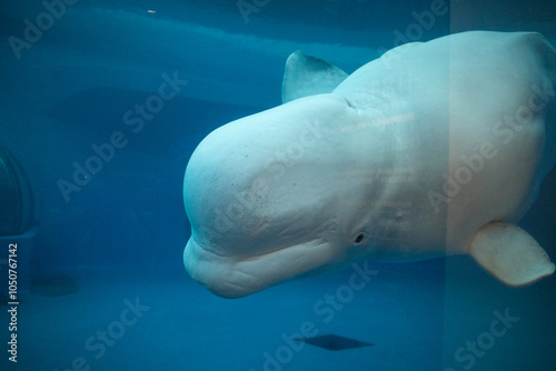 Obraz na plátně Beluga whale