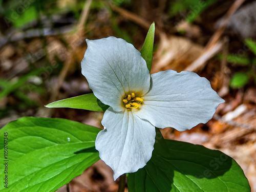 white flower of a flower