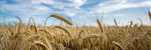 Golden wheat field  blue sky  summer harvest  nature s bounty   