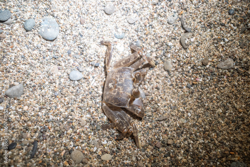 crab on the sand photo