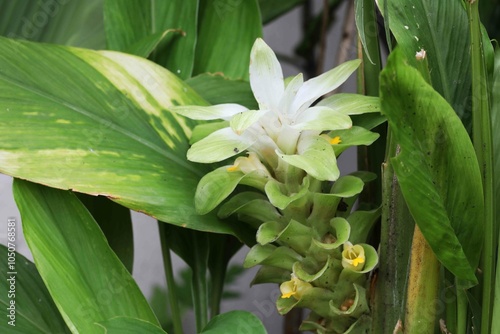 White and green flower of Turmeric plant (Curcuma longa)