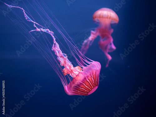 Natural background of pink jellyfish