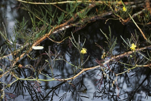 Aquatic plant water mimosa (Neptunia oleracea) growing in natural pond photo