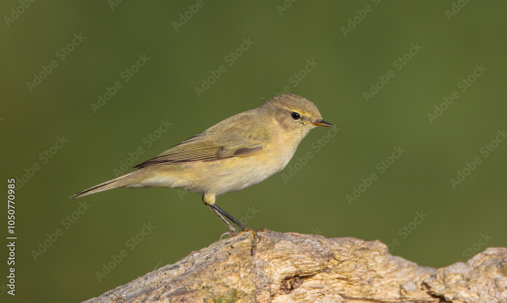 Fototapeta premium Common chiffchaff - in autumn at a wet forest
