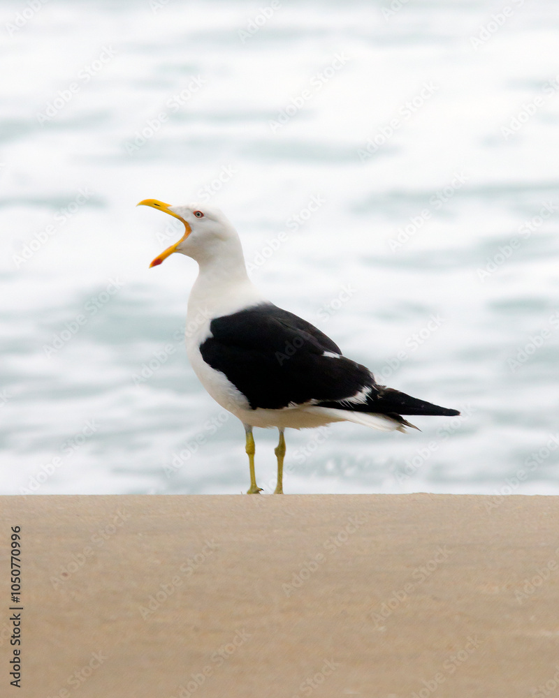 Naklejka premium Kelp gull on the beach