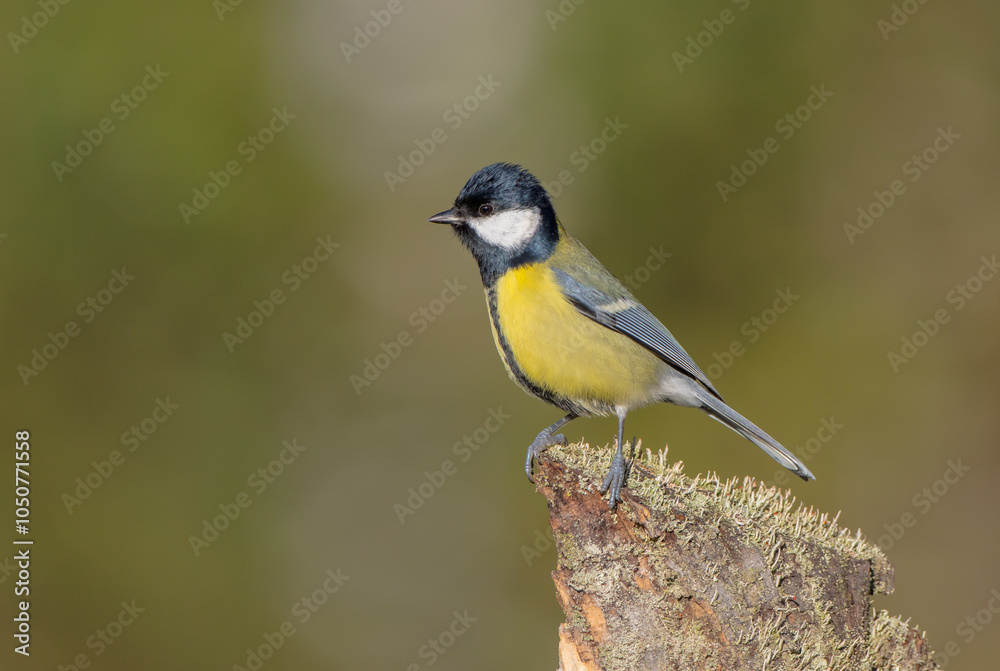 Fototapeta premium Great tit in autumn at a wet forest