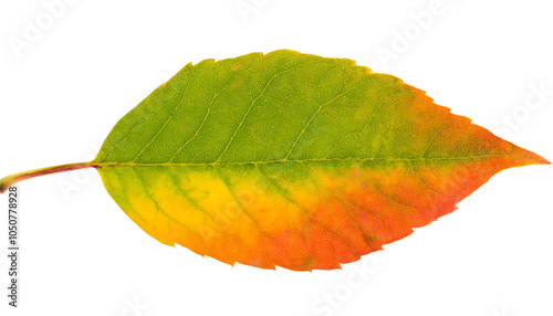 Colorful leaf changing colors from green to yellow to orange on transparent background