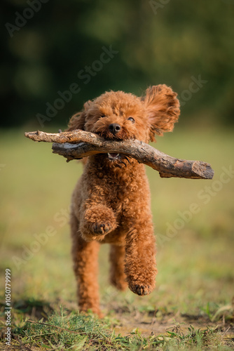 Brown toy poodle biting a soft wooden stick in mouth frantically running towards the camera, trained, on green grass in a park.