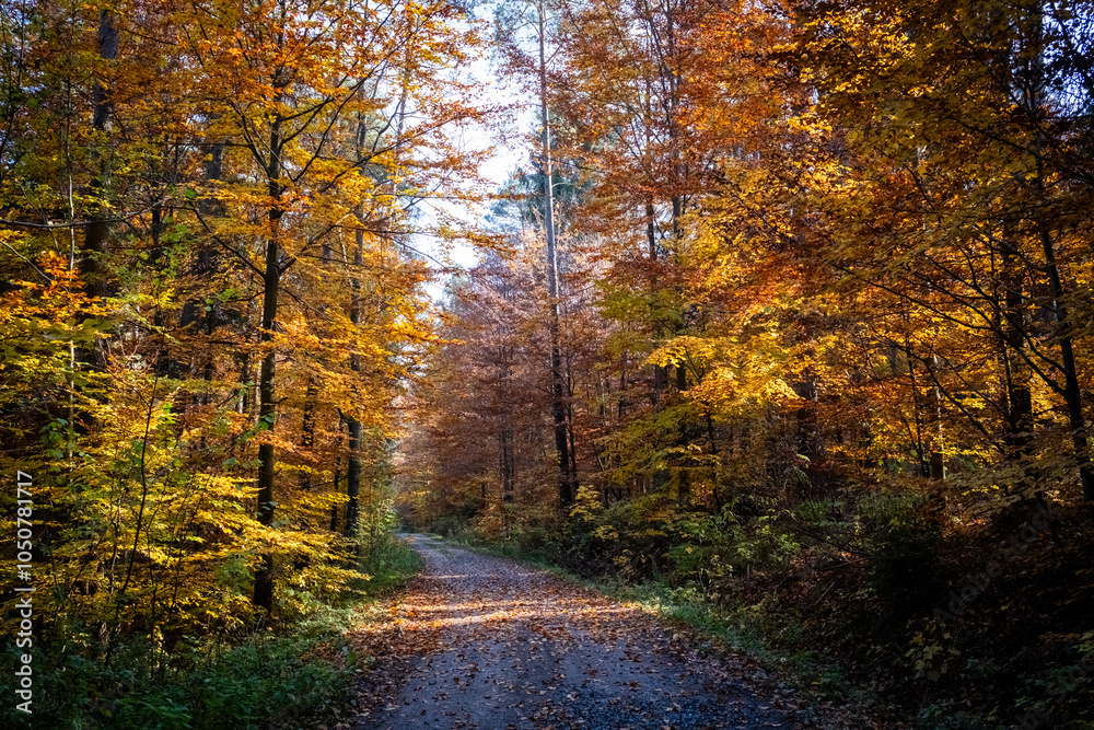 Obraz premium Droga w jesiennym lesie