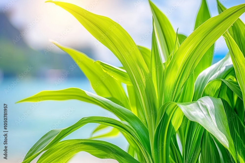 Obraz premium Indoor plants with window light on a winter day