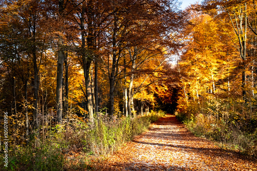 Fototapeta Naklejka Na Ścianę i Meble -  Droga w jesiennym złotym lesie, złota polska jesień