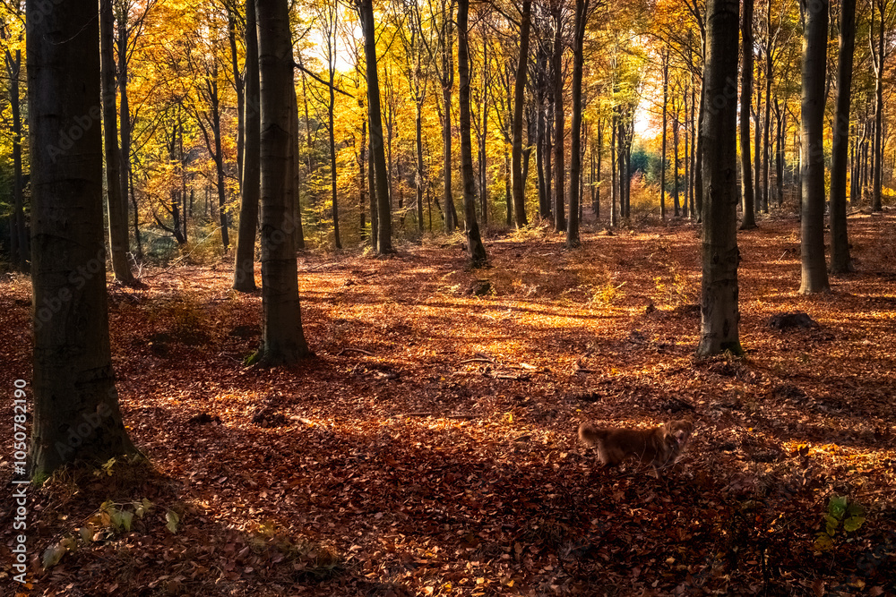Fototapeta premium Złota polska jesień w lesie