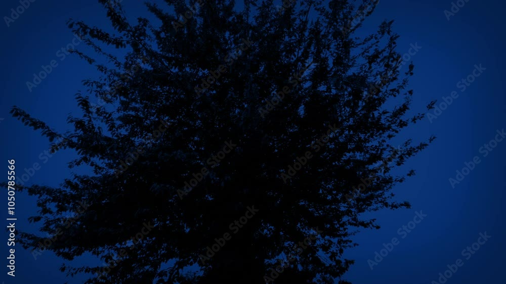 Lightning Strikes Behind Bushy Tree Circling Shot